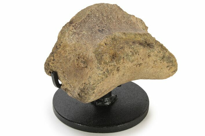 Triceratops Phalanx Bone with Metal Stand - Wyoming #227728